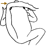 Fersenprobe schematisch